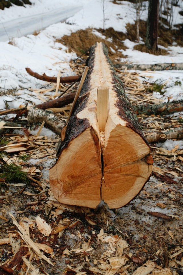 Kraftig furustokk som er under kløyving. Stokken er aska (det er hogd eit v-forma spor langsetter) på to sider og ein har starta å slå inn kilar. Foto: Siv Holmin